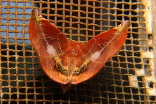Genus Garaeus · iNaturalist