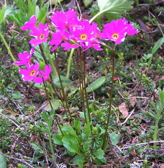 Primula cuneifolia