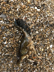 Lacunicambarus nebrascensis