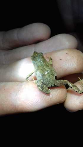 Physalaemus nanus