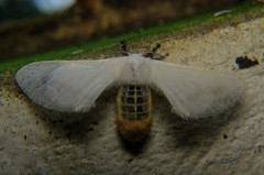 Bombycidae