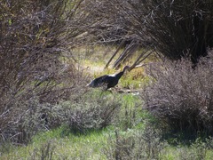 Meleagris gallopavo merriami