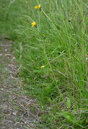 Gloucester hawkweed (Hieracium glevense)