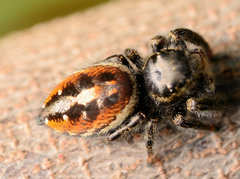 Phidippus insignarius