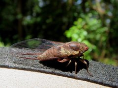 Birrima castanea