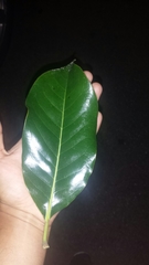 Magnolia grandiflora