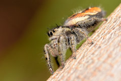 Phidippus insignarius
