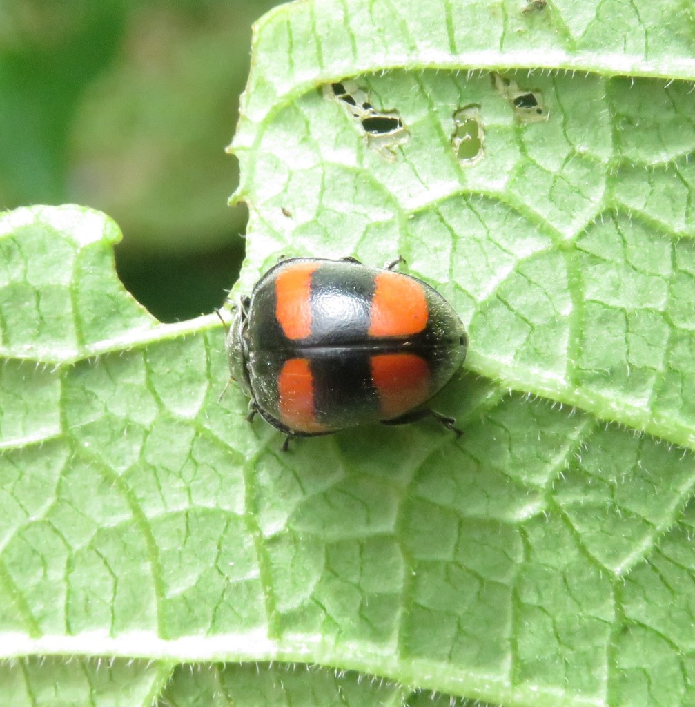 Toxotoma flavofasciata