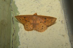 Striglina duplicifimbria