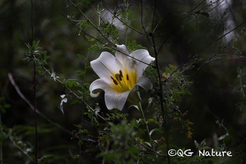 Lilium regale, photograph 1