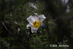 (c) Wang.QG, some rights reserved (CC BY) Lilium regale, photograph (c) Wang.QG, some rights reserved (CC BY)
