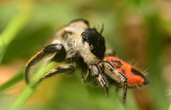 Phidippus insignarius