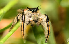 Phidippus insignarius