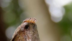 Ledromorpha