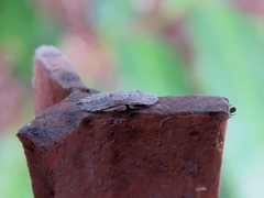 Ledromorpha
