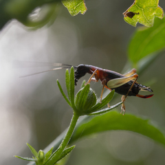 Cranistus colliurides