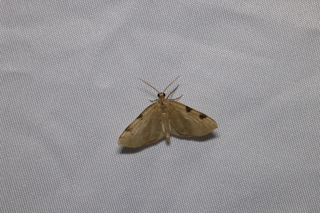 Three-spotted Fillip from Glencoe, ON N0L 1M0, Canada on June 24, 2024 ...