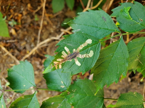 Trumpet Creeper Leafminer photo 3