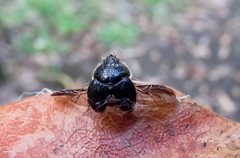 Gilletinus williamsi