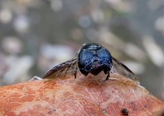 Gilletinus williamsi