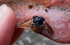 Gilletinus williamsi