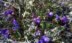 Oxytropis revoluta