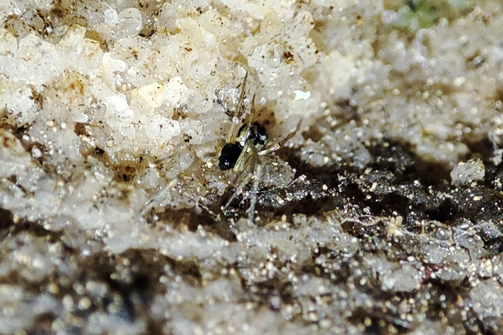 Mughiphantes pulcher