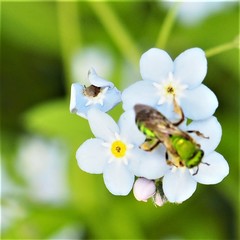 Agapostemon splendens