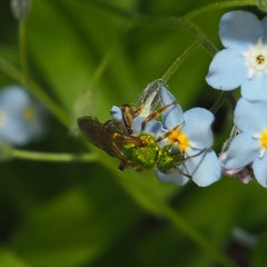 Agapostemon splendens