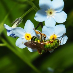 Agapostemon splendens