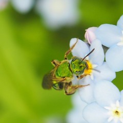 Agapostemon splendens