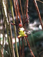 Micrathena fissispina