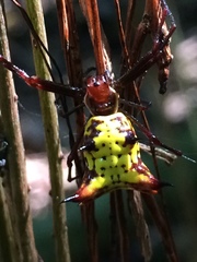Micrathena fissispina