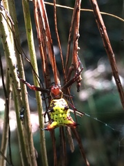 Micrathena fissispina