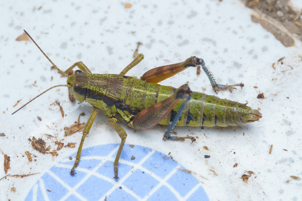 Qinlingacris