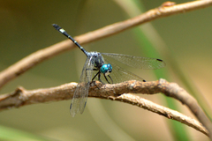 Micrathyria hypodidyma
