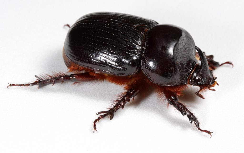 Xyloryctes