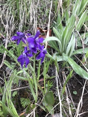 Delphinium bicolor