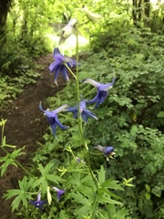 Delphinium trolliifolium