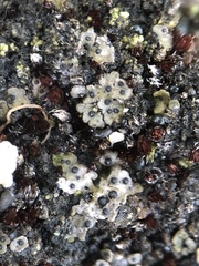 Endocarpon pallidulum