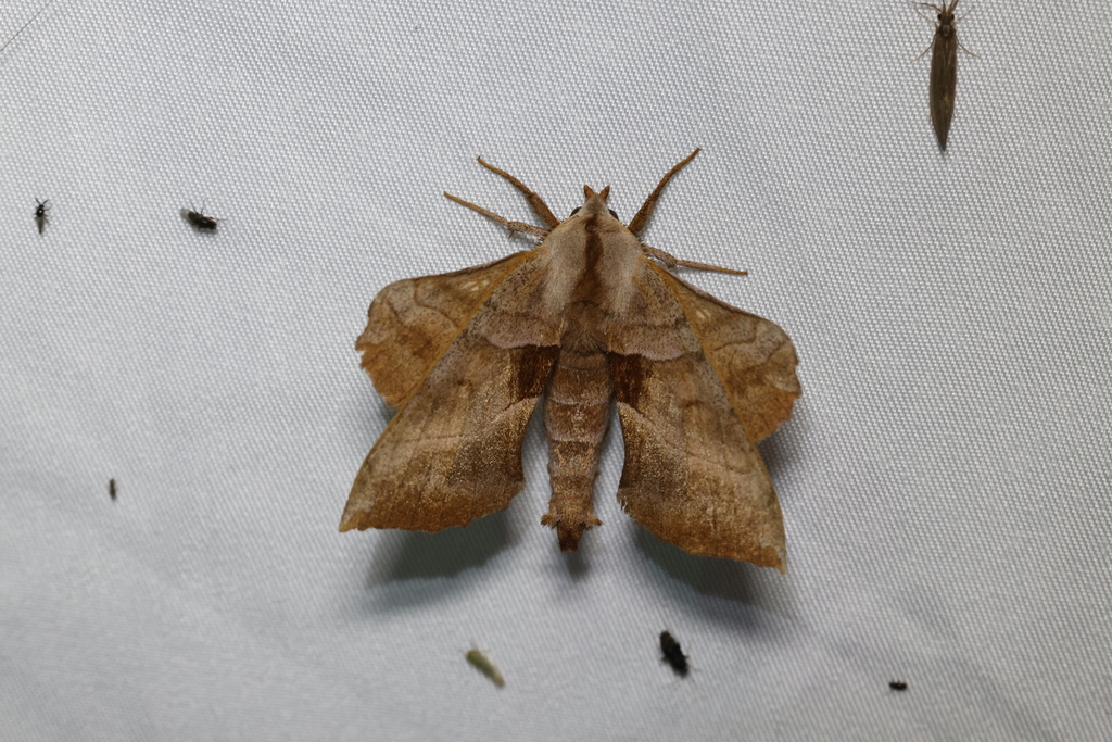 Walnut Sphinx from Glencoe, ON N0L 1M0, Canada on June 25, 2024 at 01: ...