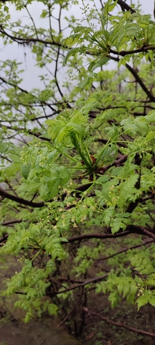 Bursera penicillata, photograph 4