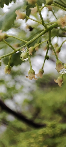 Bursera penicillata, photograph 5
