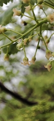 author not stated, no rights reserved Bursera penicillata, photograph author not stated, no rights reserved