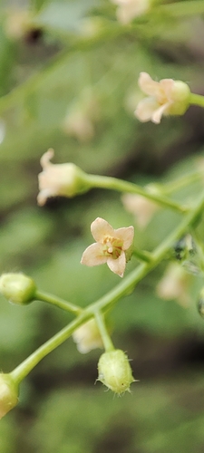 Bursera penicillata, photograph 6