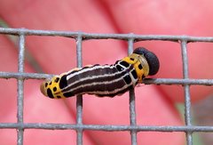 Netrocoryne repanda