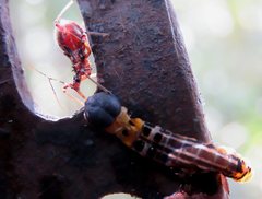 Gminatus australis