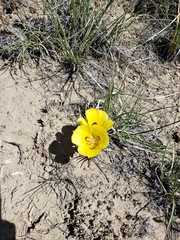 Calochortus aureus