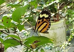 Hypothyris euclea laphria