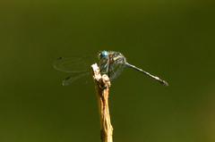 Micrathyria hypodidyma